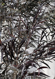 Agonis flexuosa 'Jervis Bay After Dark'